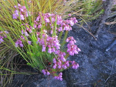 Erica cubica
