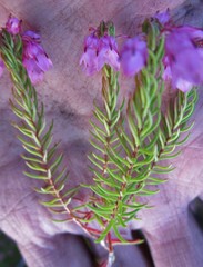 Erica cubica