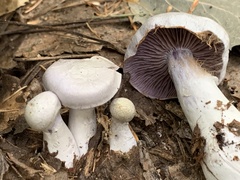 Cortinarius anomalus
