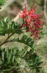 Grevillea bipinnatifida
