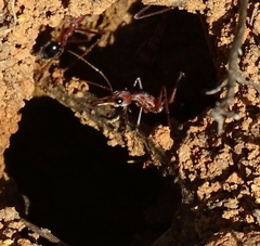 Myrmecia vindex