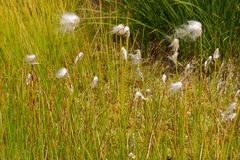 Eriophorum scheuchzeri
