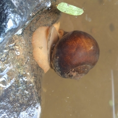 Pila globosa