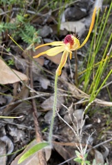 Caladenia ensata