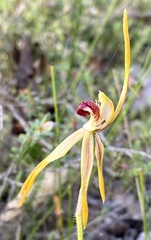 Caladenia ensata