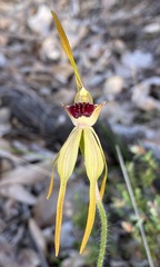 Caladenia ensata
