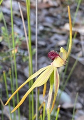 Caladenia ensata