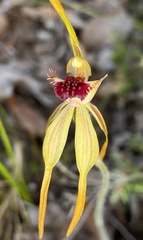 Caladenia ensata