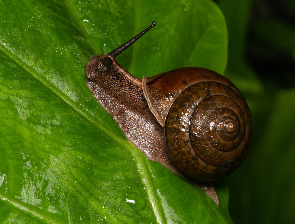 Satsuma pekanensis