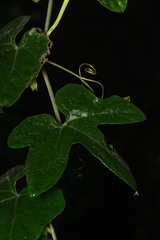 Trichosanthes pilosa