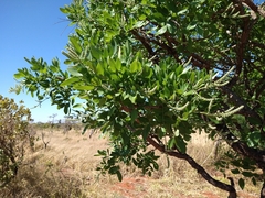 Leptolobium dasycarpum