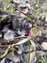 Caladenia heberleana