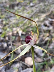 Caladenia heberleana