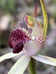Caladenia heberleana