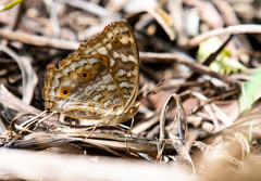 Junonia lemonias aenaria