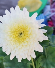 Asteraceae