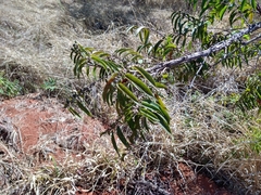 Casearia sylvestris