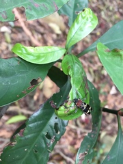 Xylotrechus rufilius