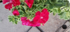 Pelargonium