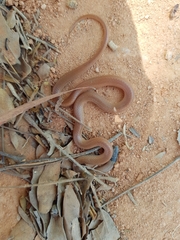 Aparallactus capensis