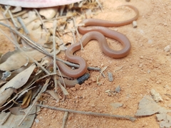 Aparallactus capensis