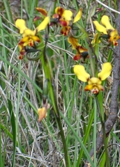 Diuris brumalis