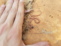 Aparallactus capensis