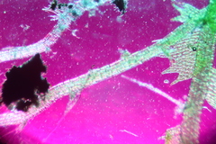 Ceramanus clatritexta