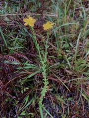 Hypericum setosum