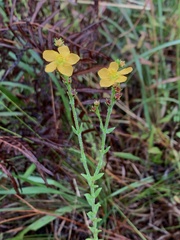 Hypericum setosum