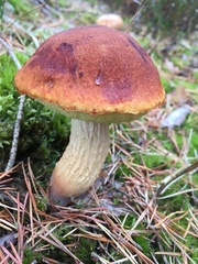 Aureoboletus projectellus