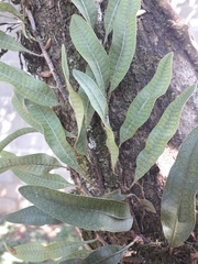 Microgramma squamulosa