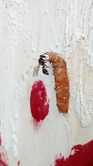 Paraleptomenes miniatus