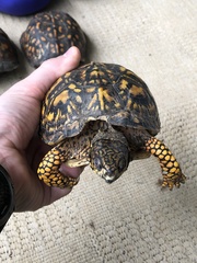 Terrapene carolina carolina