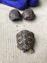 Terrapene carolina carolina