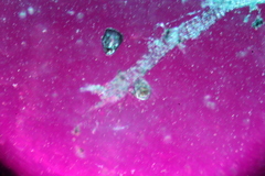 Ceramanus clatritexta