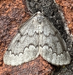 Nepytia pellucidaria