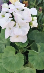 Pelargonium