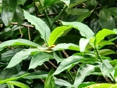 Cupha erymanthis lotis