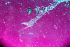 Ceramanus clatritexta