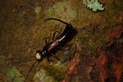 Paratimomenus flavocapitata