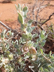 Atriplex vesicaria