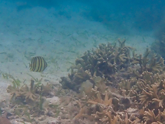 Chaetodon octofasciatus