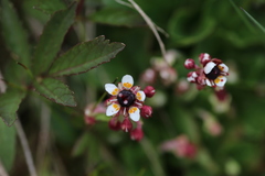 Micranthes melanocentra