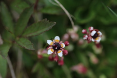 Micranthes melanocentra