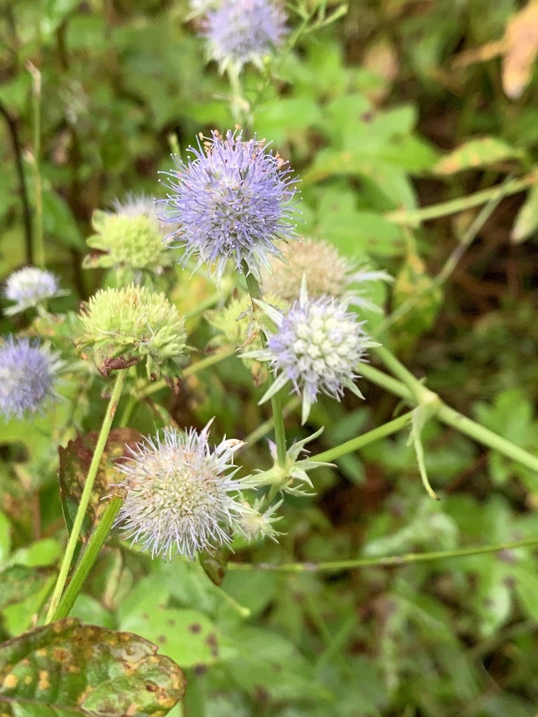 Eryngium aquaticum ravenelii in September 2020 by Keith Bradley