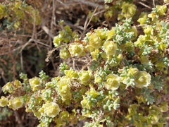 Maireana pyramidata