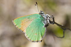 Callophrys dumetorum