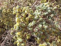 Maireana pyramidata