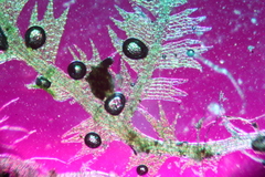 Ceramanus clatritexta